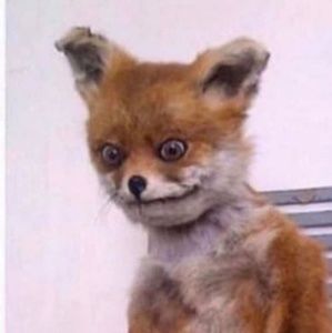 Meet your Posher, Lei